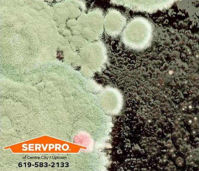 A closeup view of microscopic mold spores.