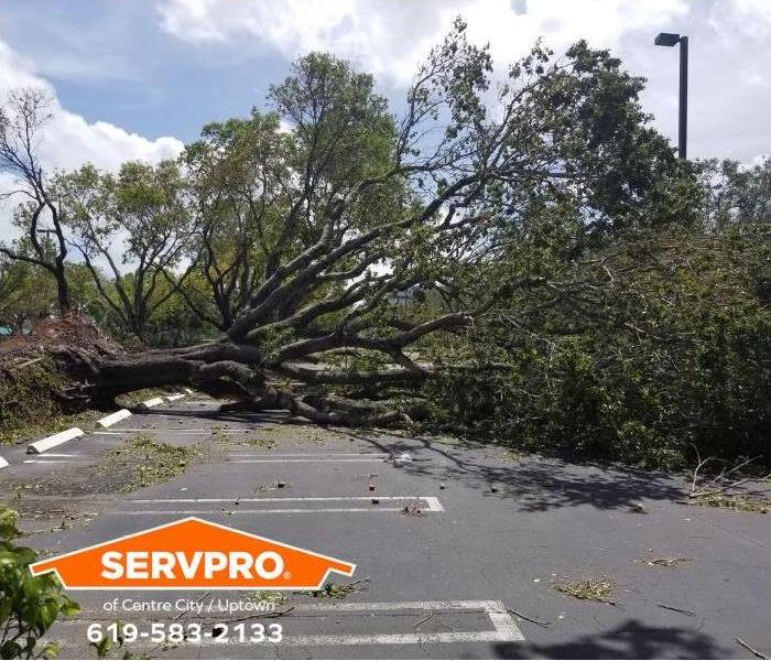 A large tree has fallen into a parking lot.