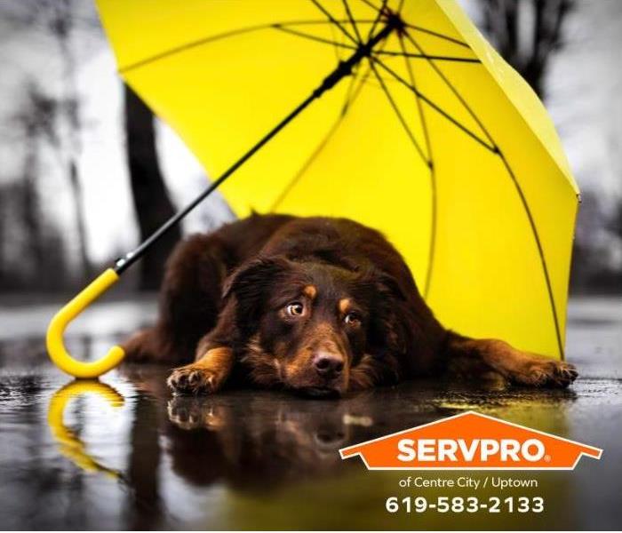 A dog lays under an umbrella on a rainy day.