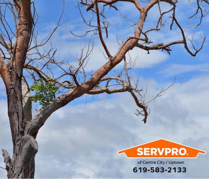 A tree branch from a Eucalyptus tree is seen.